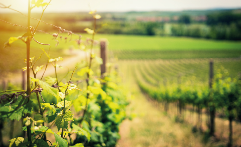 Header image for article on Christian discipleship and bearing fruit